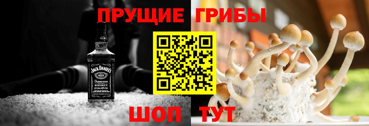 наркота  Вход с VPN  Курчалой  Галлюциногенные грибы MAGIC MUSHROOMS 